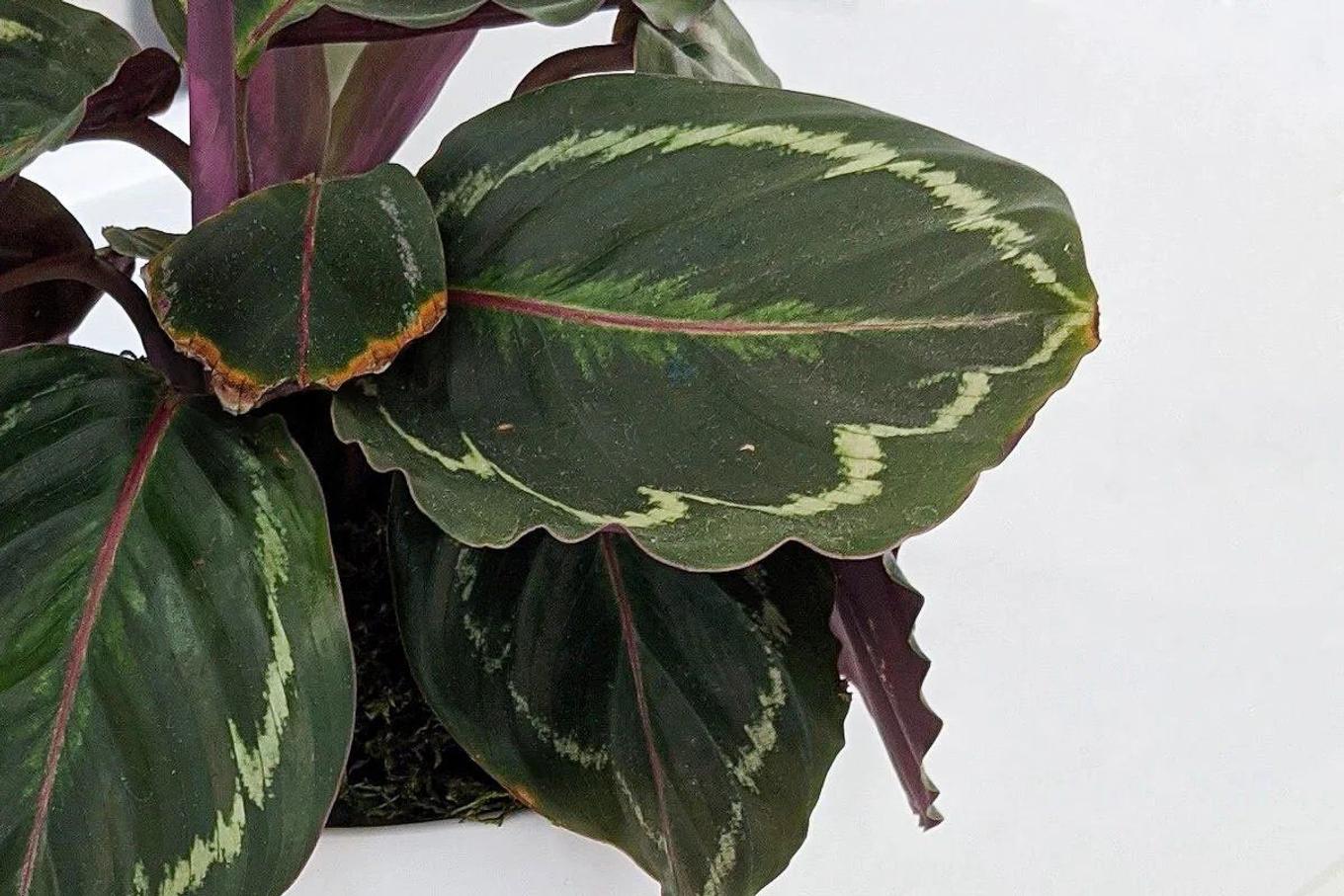 Calathea with browning leaf edges