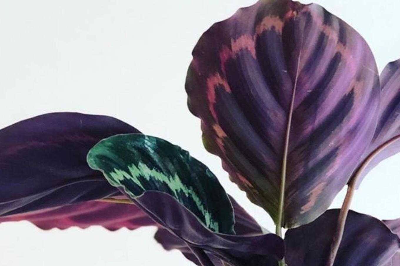 Colorful foliage of the Calathea plant