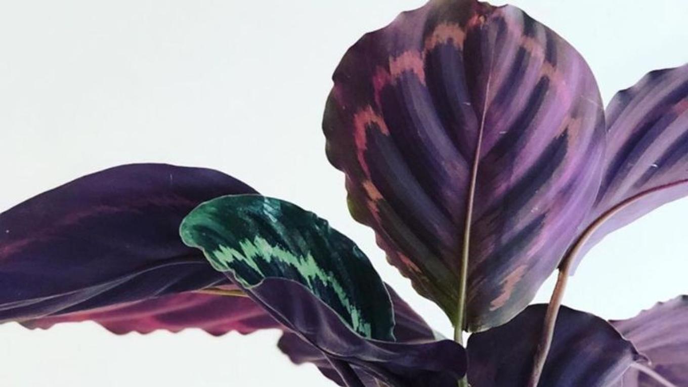 Colorful foliage of the Calathea plant