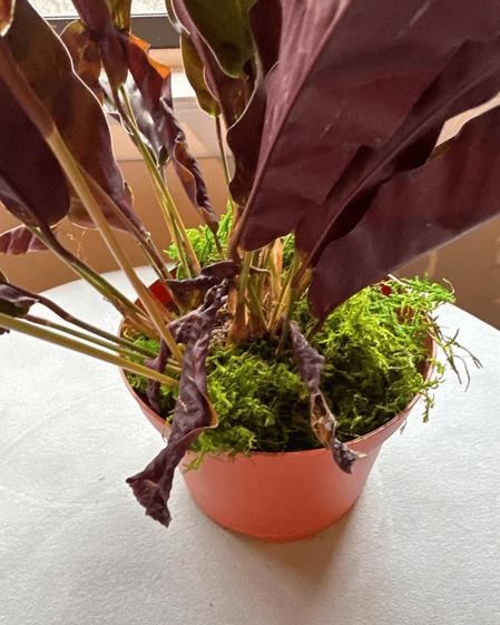 indoor plants picture