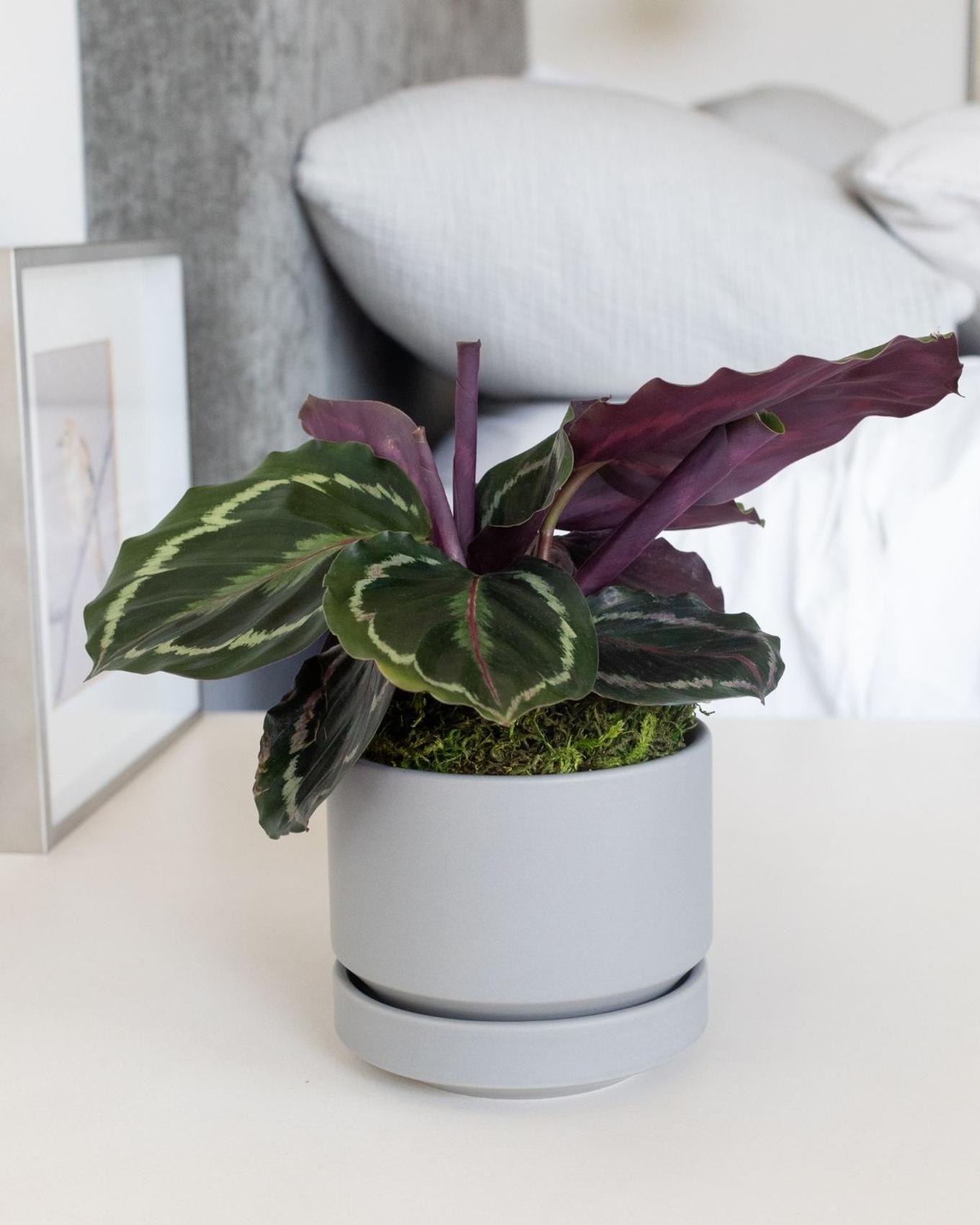 A Calthea Medallion on a serene bedside table