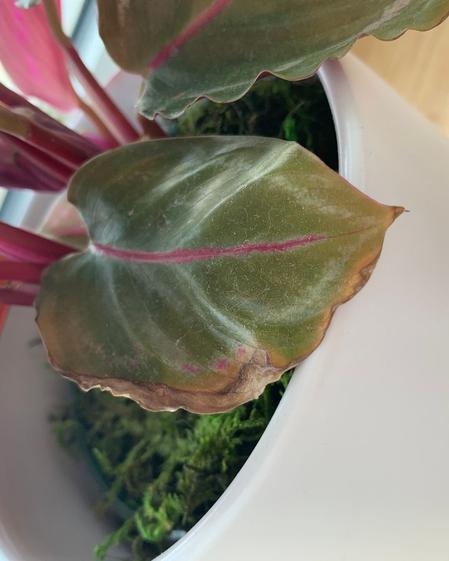 indoor plants picture