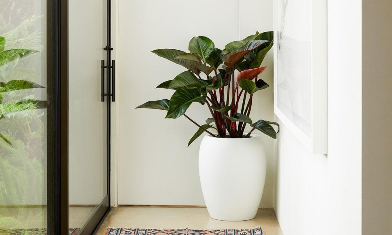 A Calix vase planter with a big Philodendron Red Congo in a narrow hallway