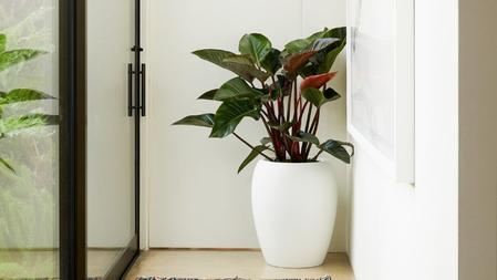 Curated by Léon & George: The Calix Planter