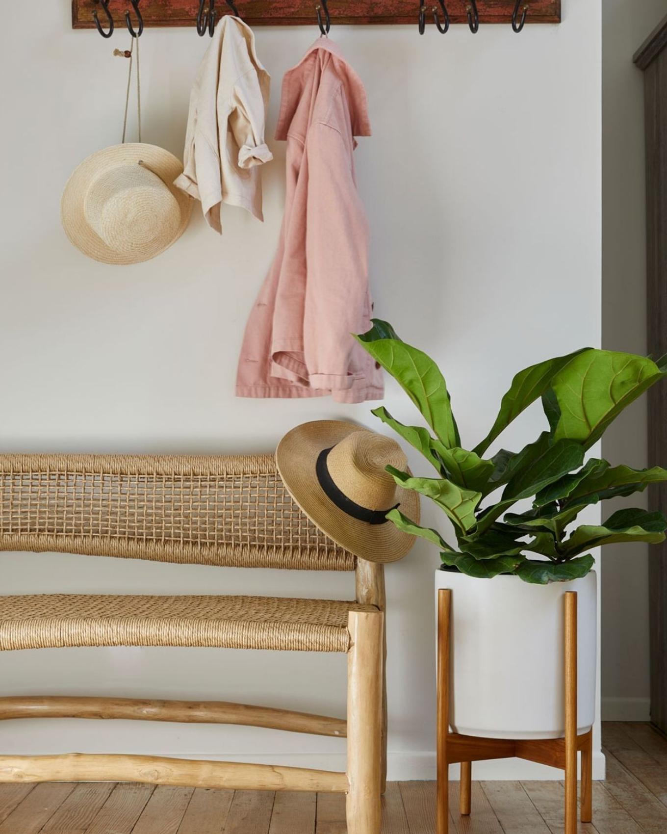 Sunny entryway with Fiddle Leaf Fig 