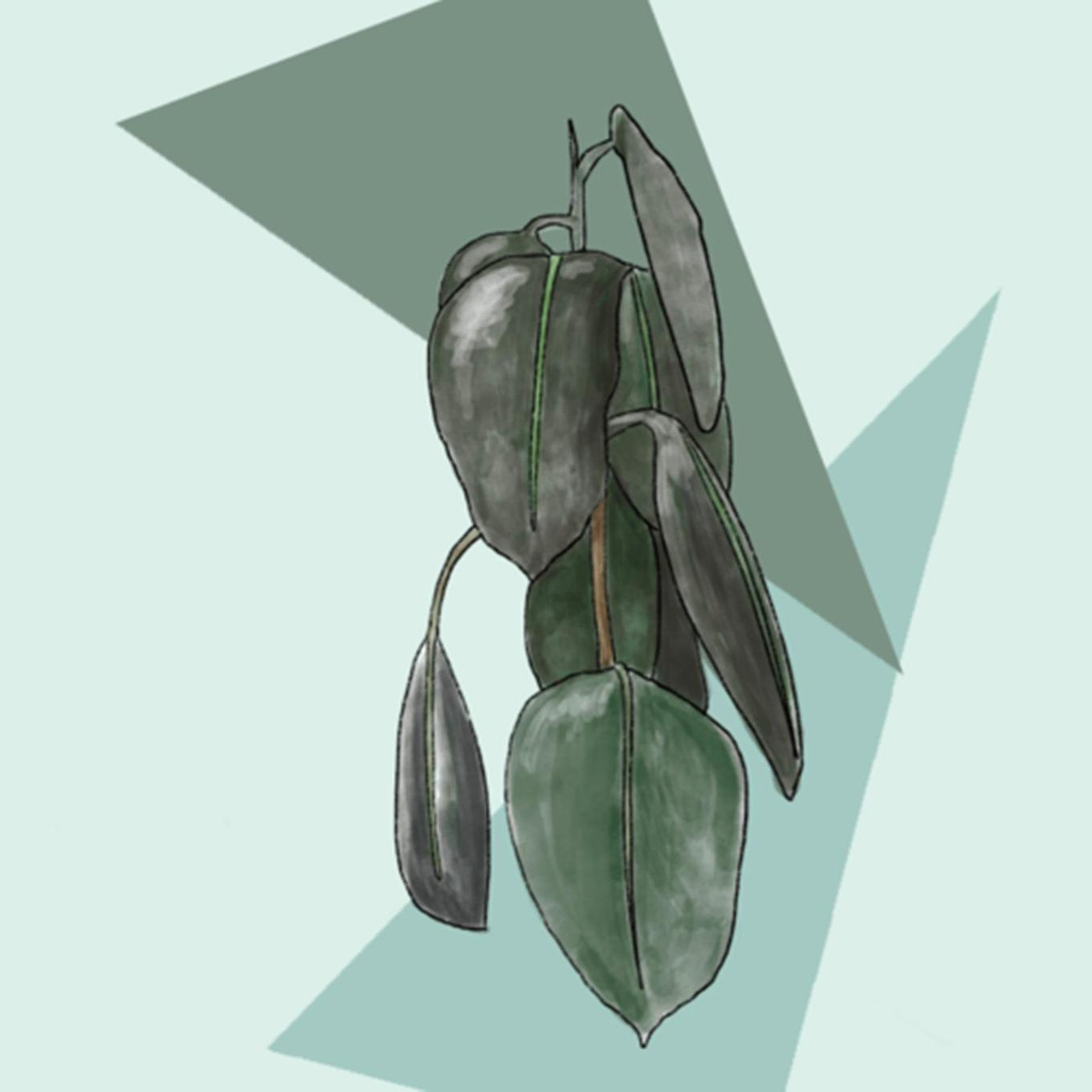 Illustration d'un ficus elastica aux affaisées