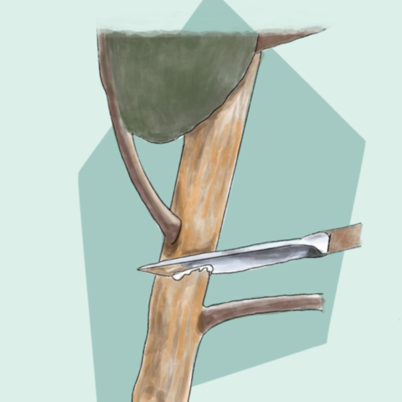 illustration du taillage d'un ficus elastica