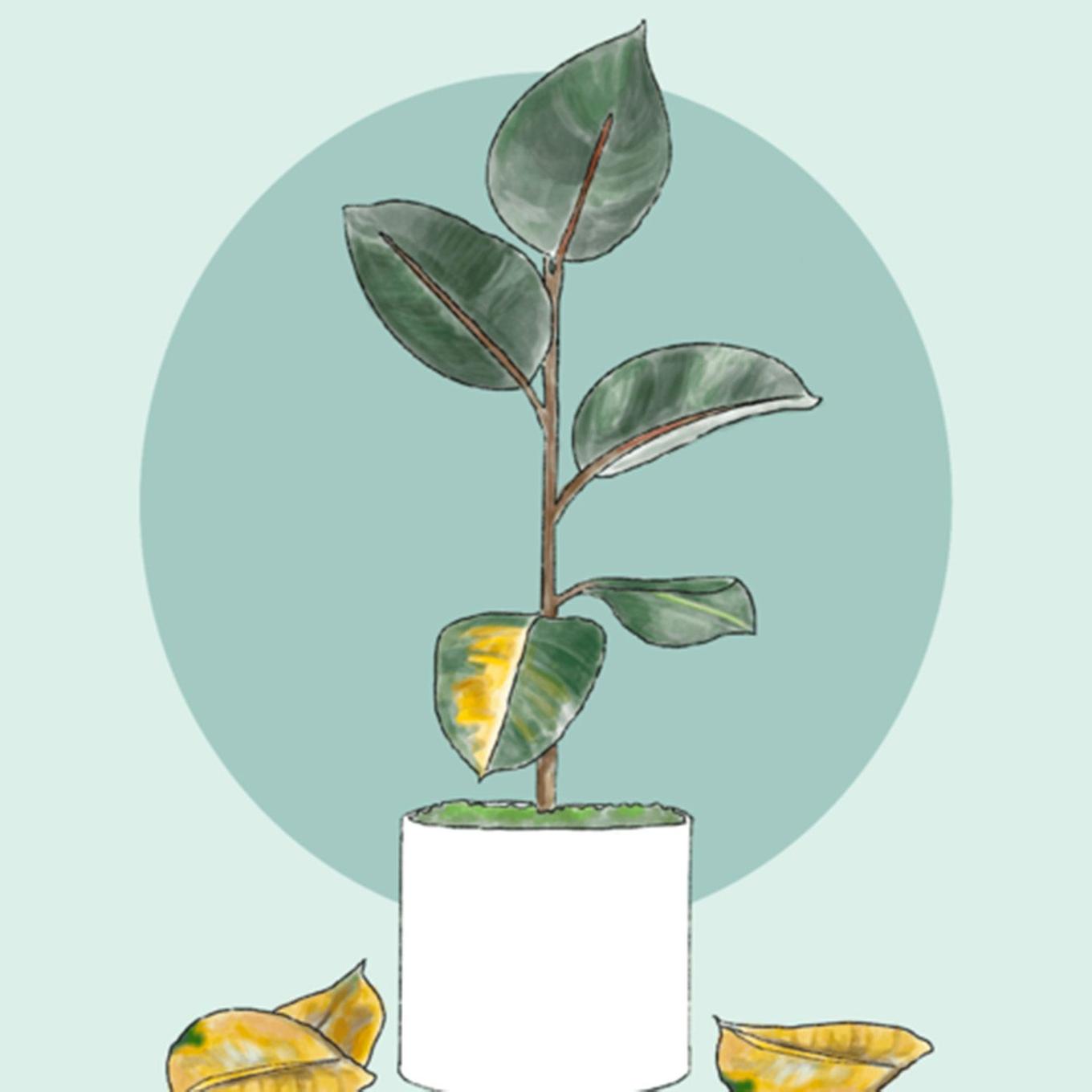 illustration d'un ficus elastica avec des feuilles jaunies