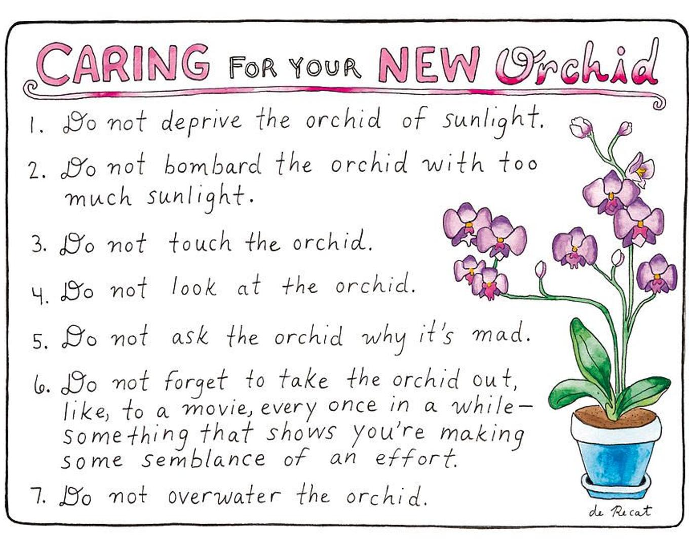 Caring For Your New Orchid by Olivia de Recat for The New Yorker