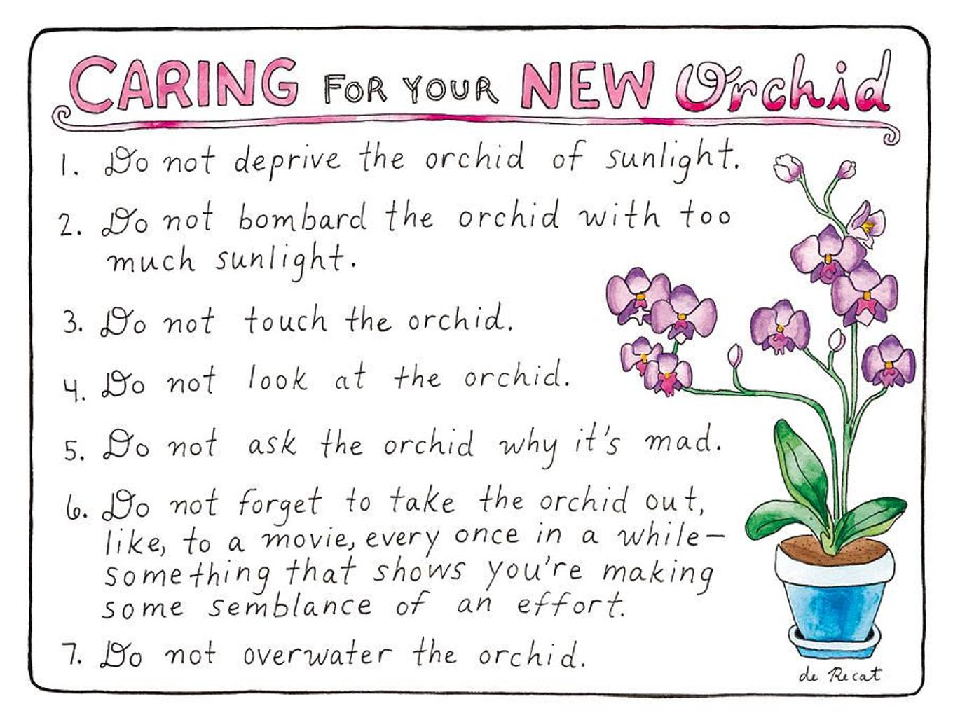 Caring For Your New Orchid by Olivia de Recat for The New Yorker