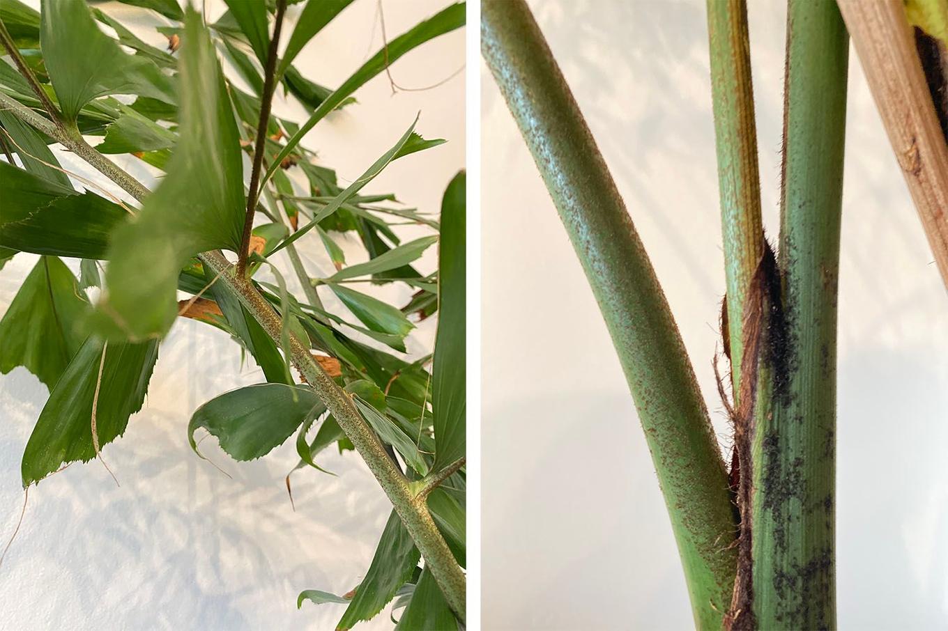 Des points noirs sur votre Palmier Caryota