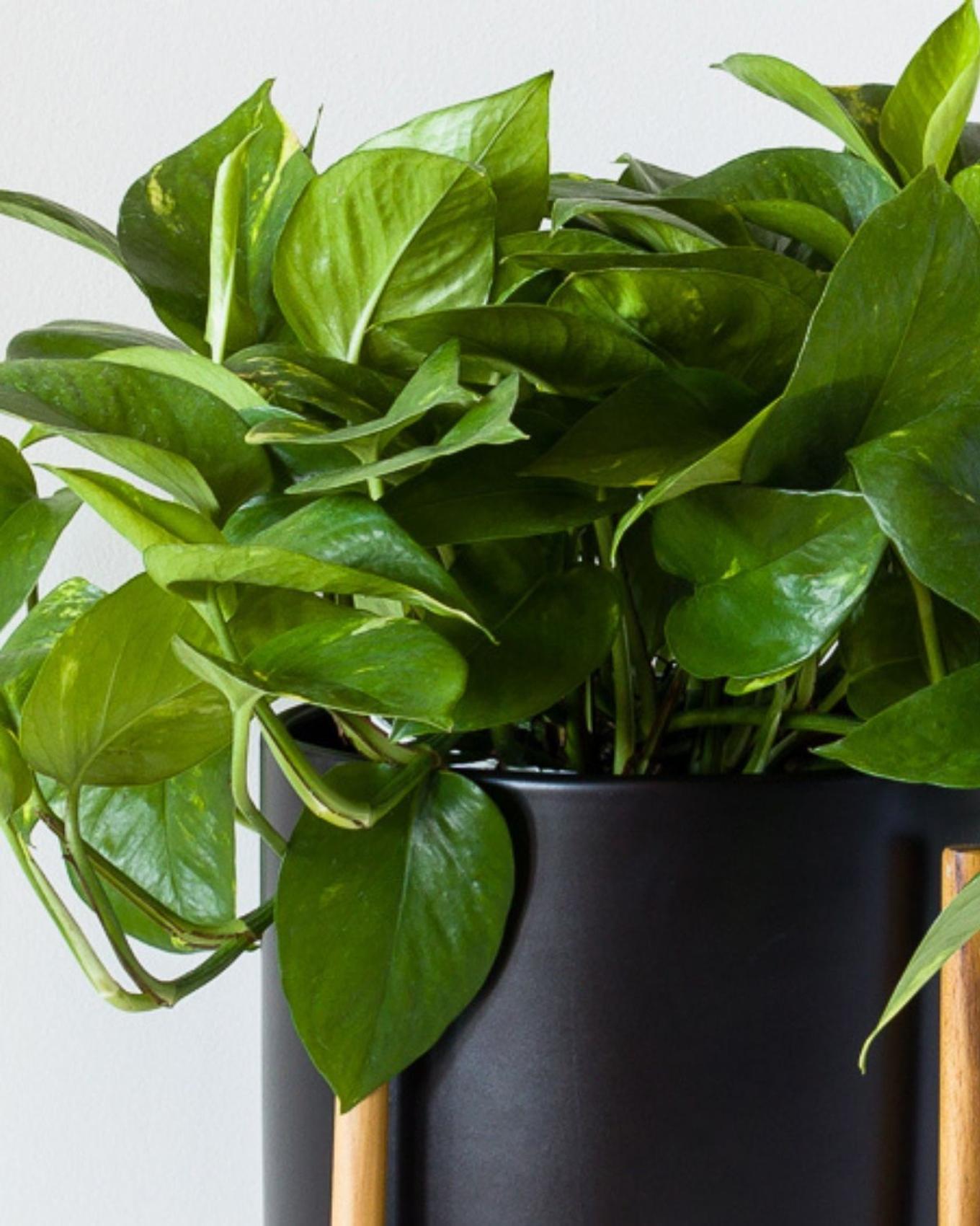 The Pothos makes a great plant for busy individuals