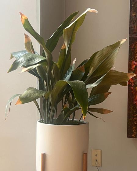 indoor plants picture