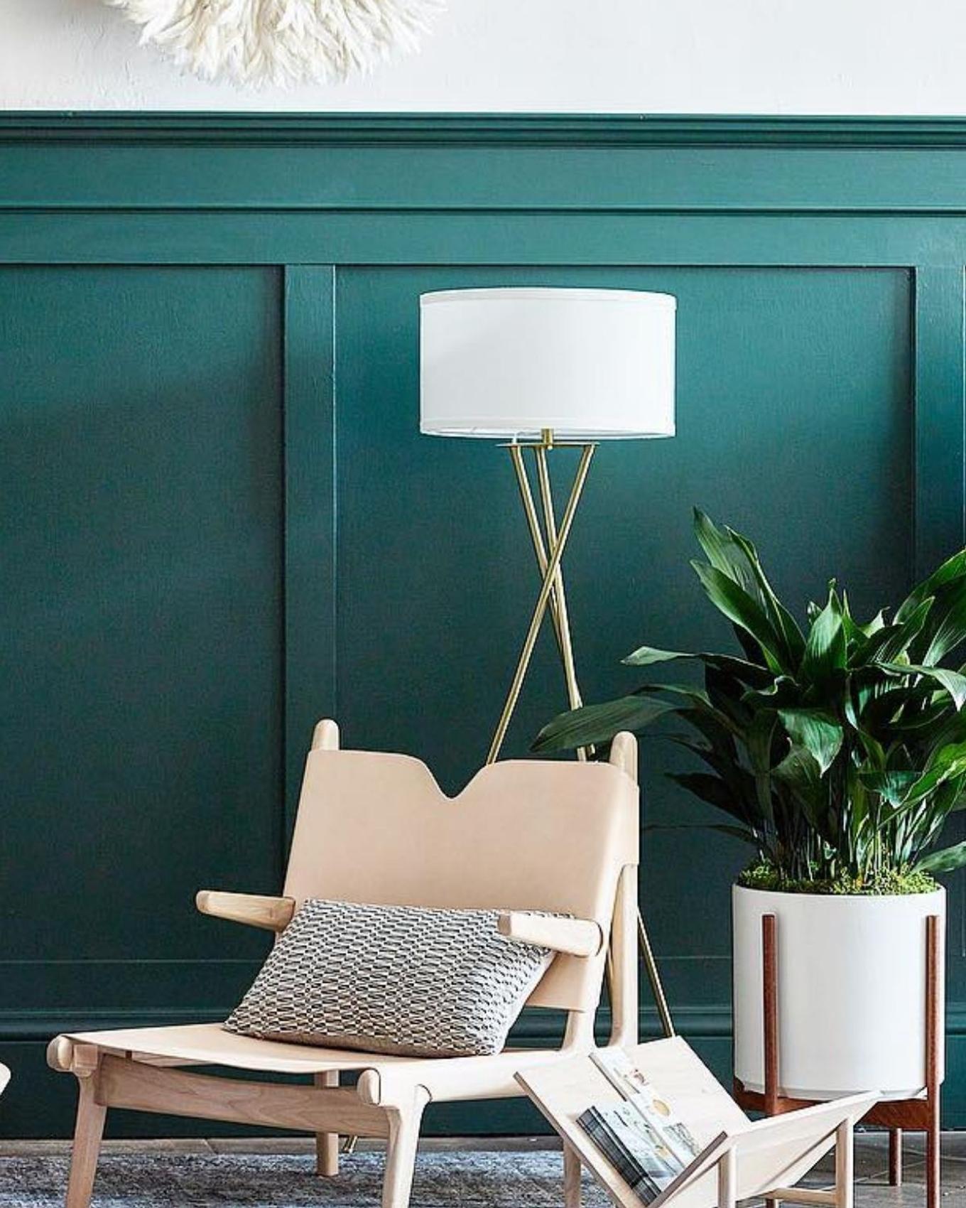 A Cast Iron Plant in a darkly painted room