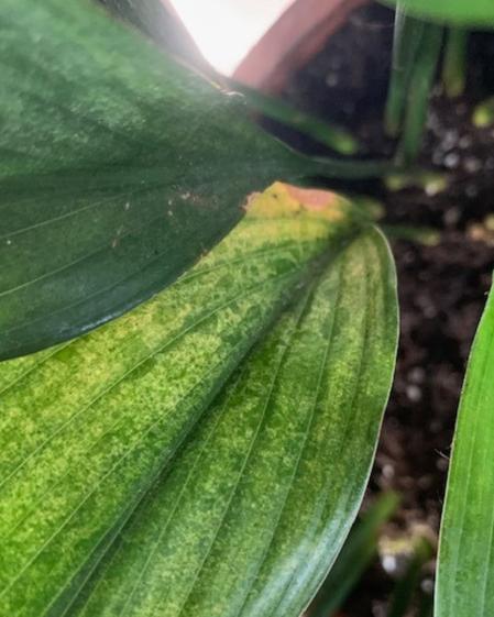 indoor plants picture