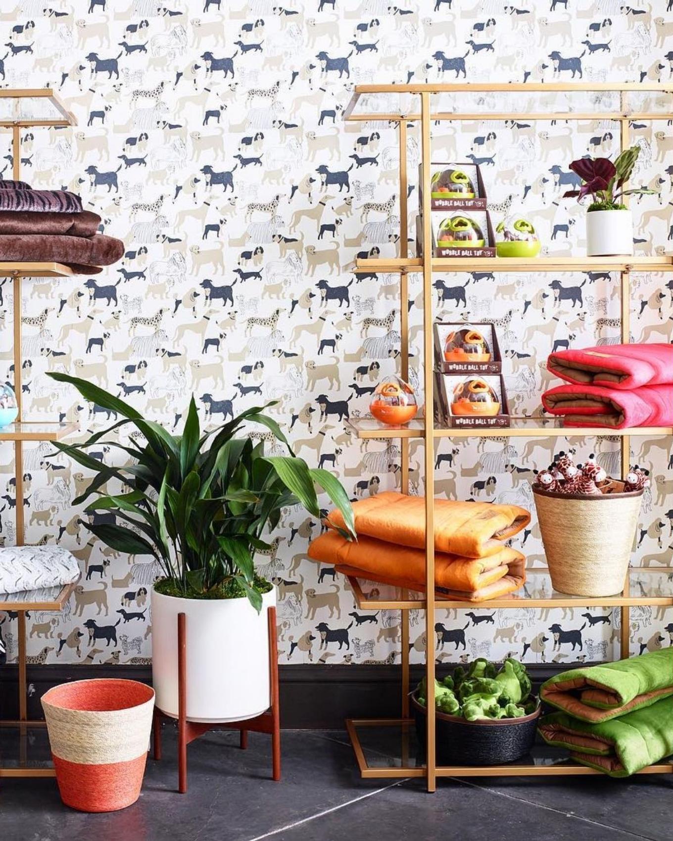 Colorful bathroom space with a Cast Iron plant