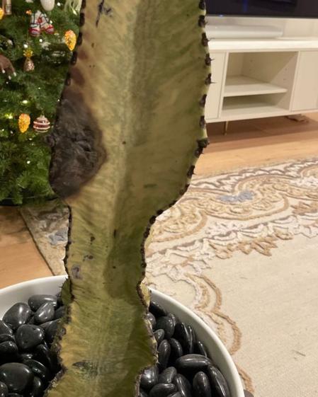 indoor plants picture
