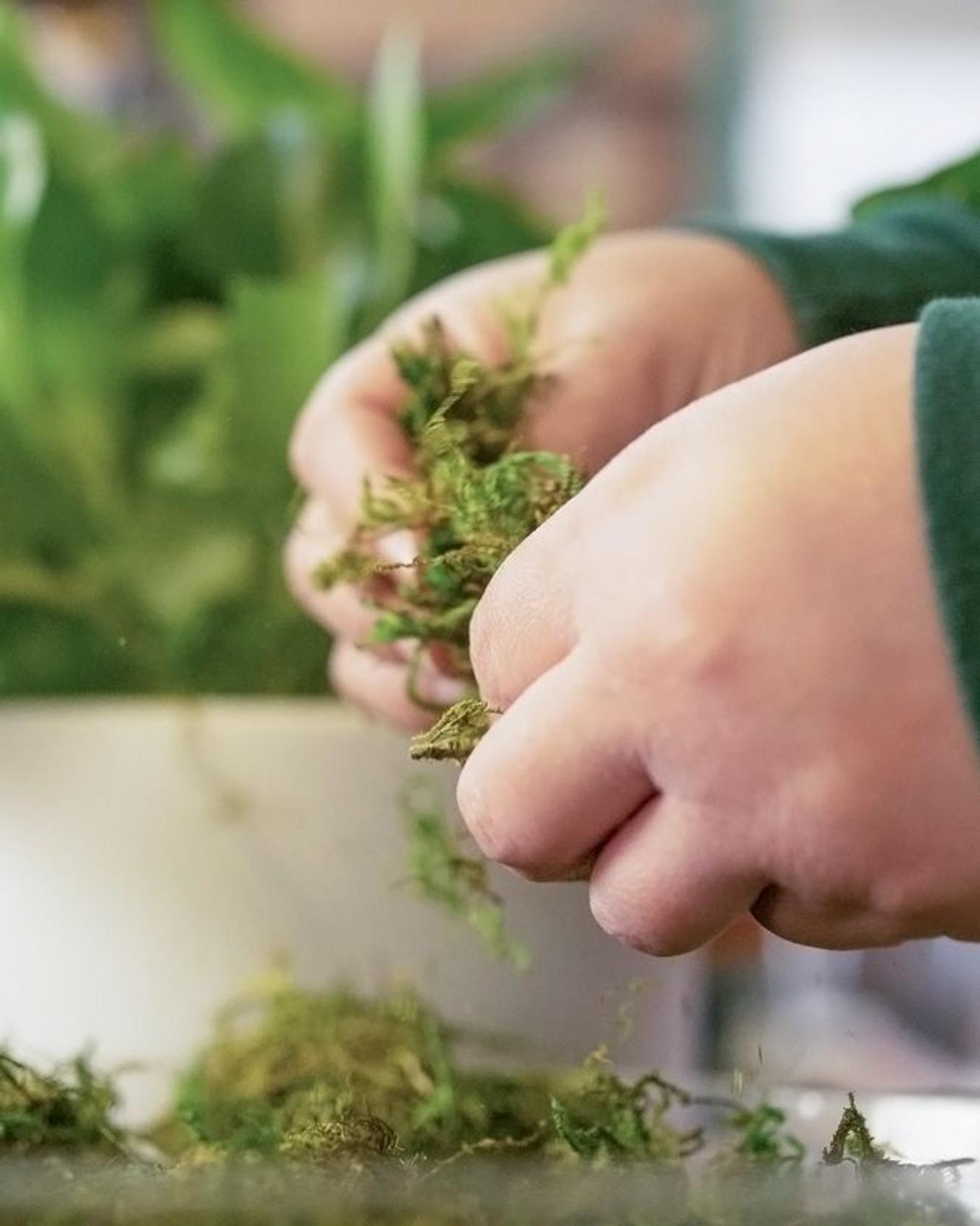Close-up of hands placing green moss into a white planter, with a leafy plant in the background.