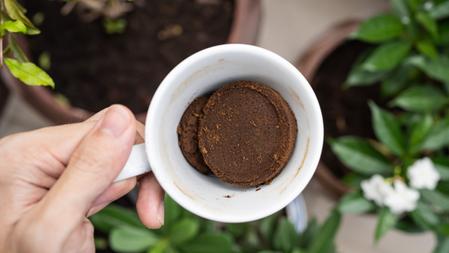 How to Use Coffee Grounds to Fertilize Plants