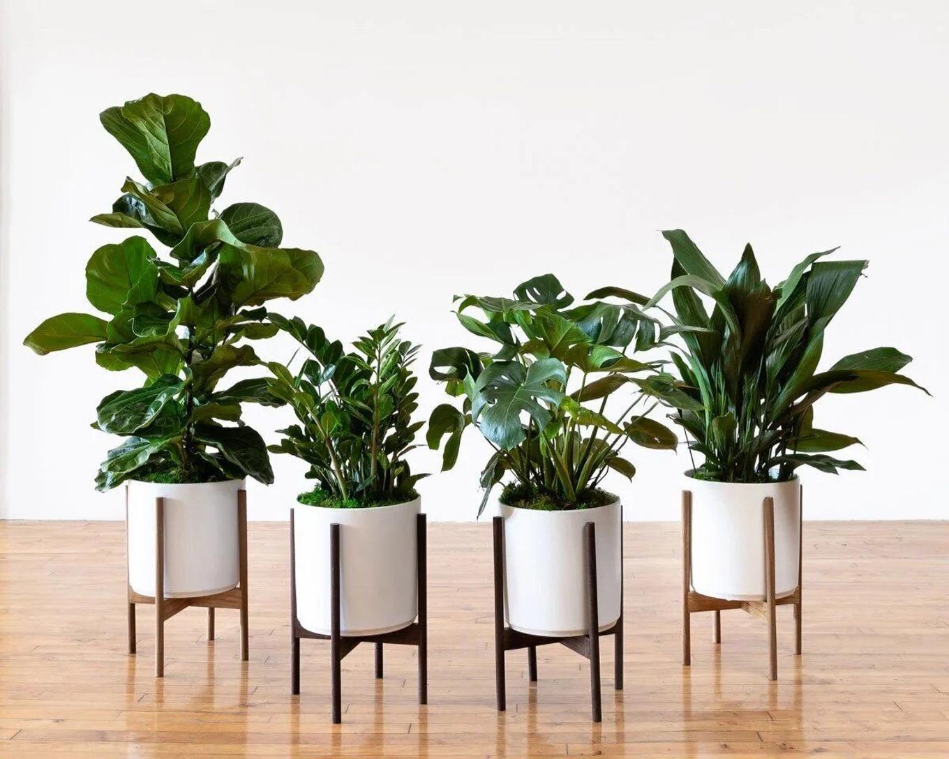 A healthy collection of indoor plants from Leon & George