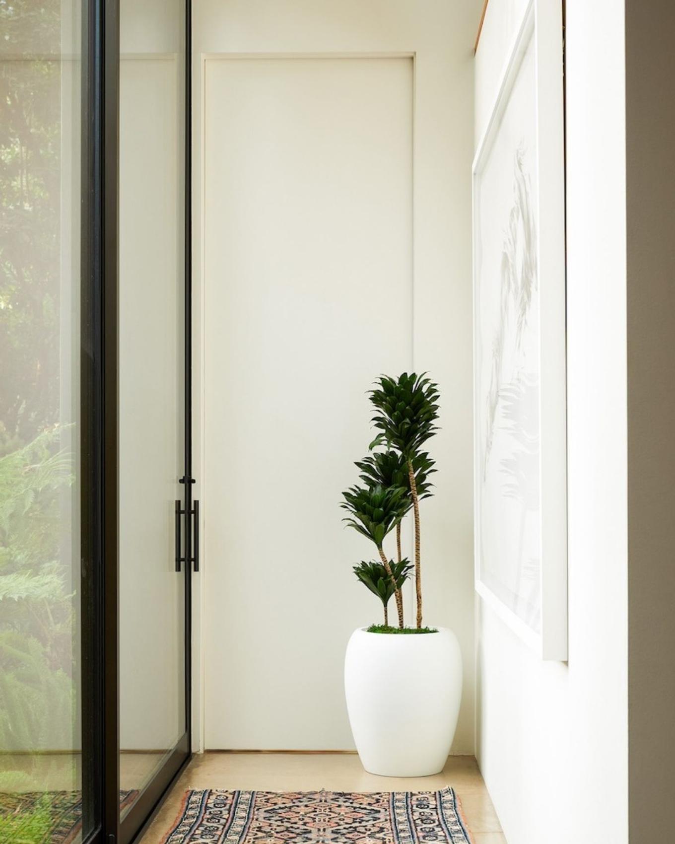An easy care Dracaena Compacta is ideal for busy or new plant parents