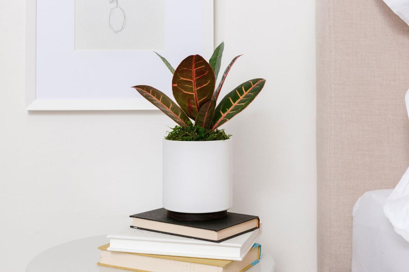 A small Croton Petra on a bedside table