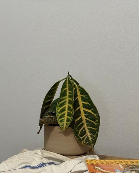 indoor plants picture