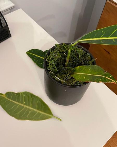 indoor plants picture