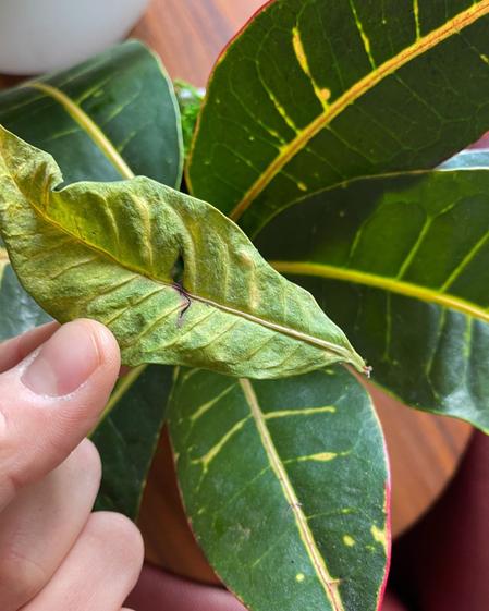 indoor plants picture