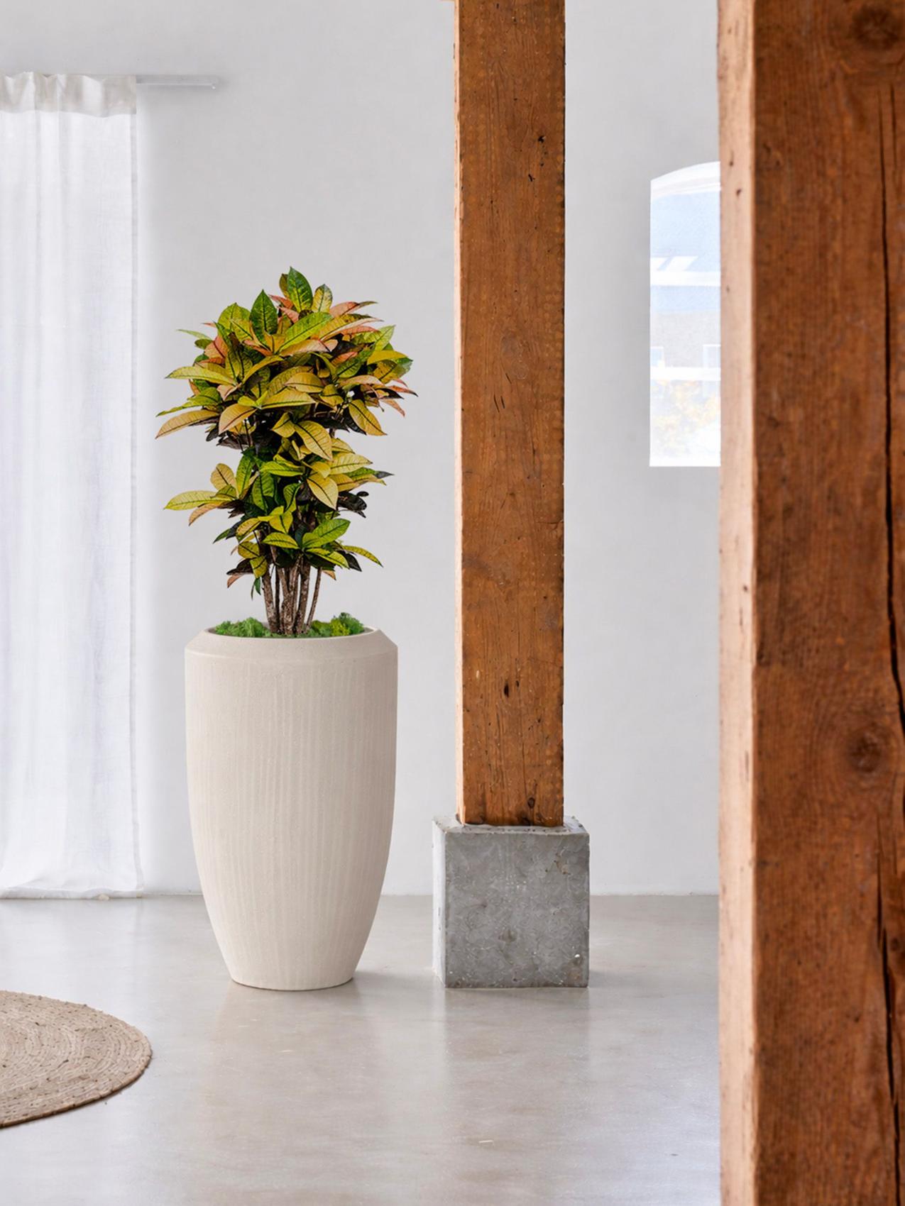 Meilleure plante d'intérieur pour les Gémeaux - Plante d'intérieur Croton dans un salon moderne