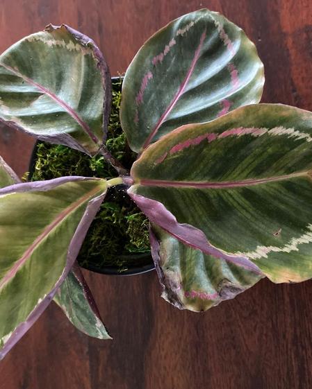 indoor plants picture