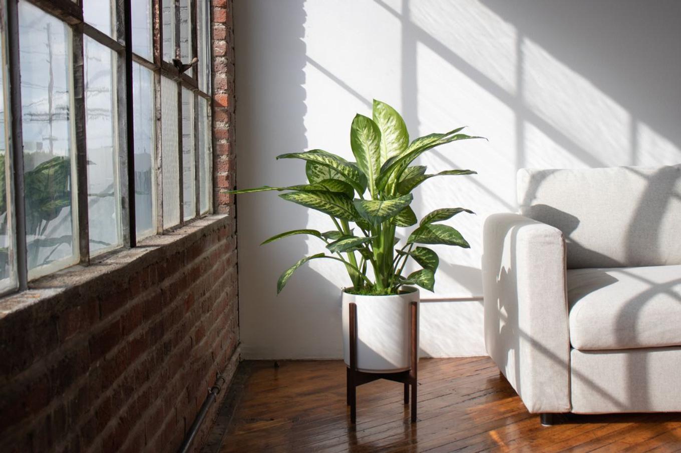 A Dieffenbachia plant decorating a bright loft apartment living room