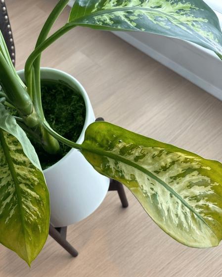 indoor plants picture