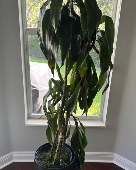 indoor plants picture