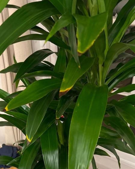 indoor plants picture