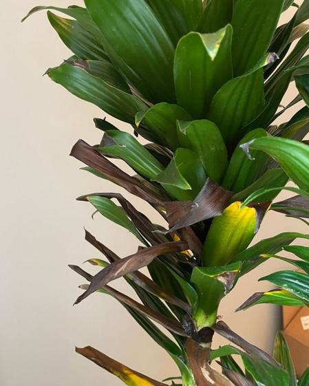 indoor plants picture