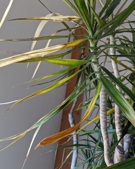 indoor plants picture
