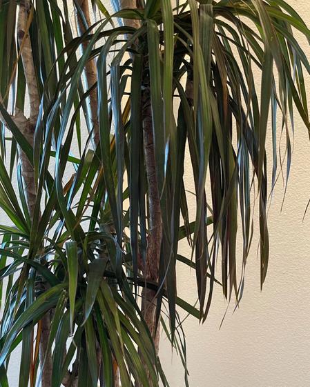 indoor plants picture