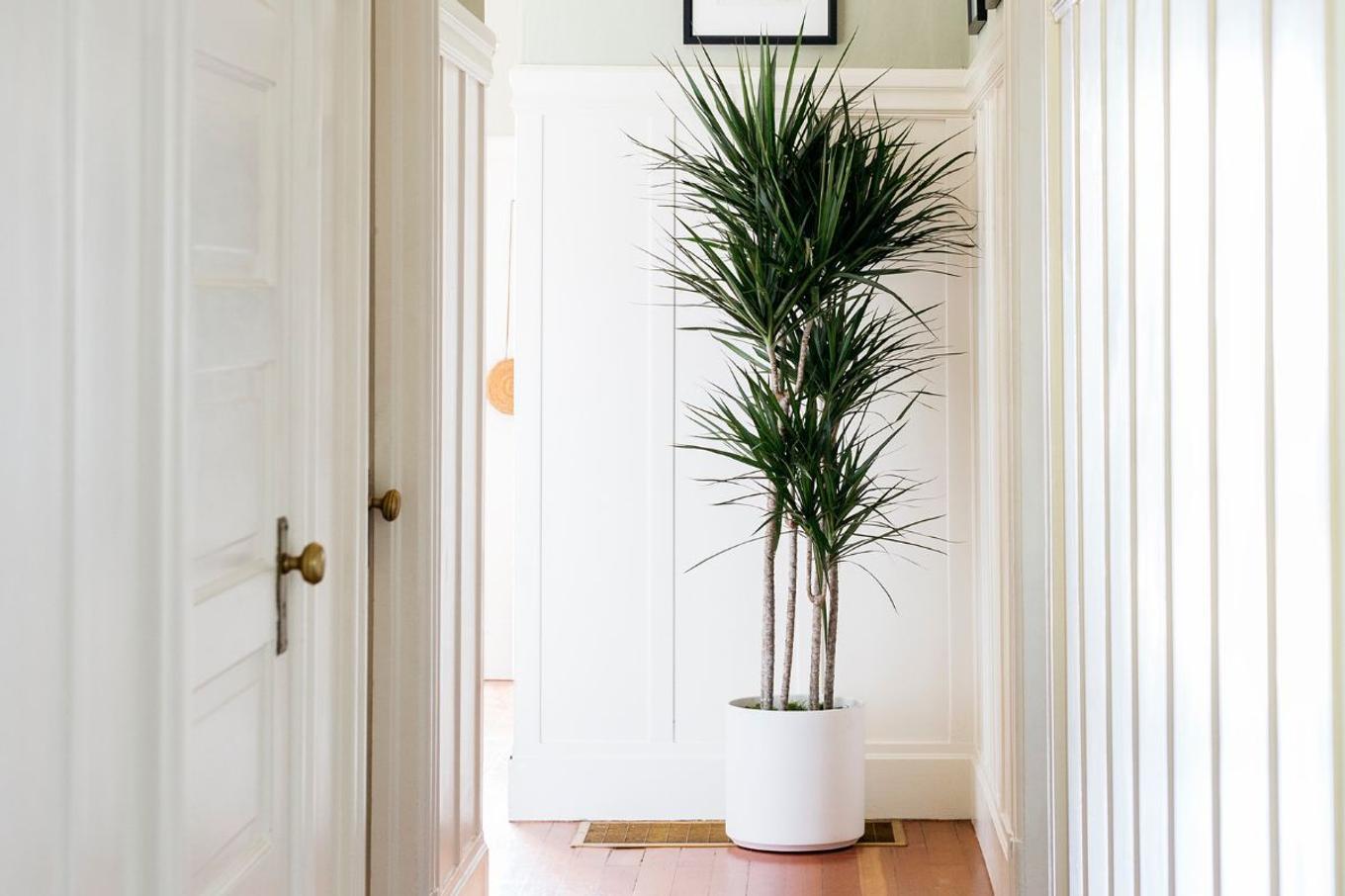 Dracaena Care Guide