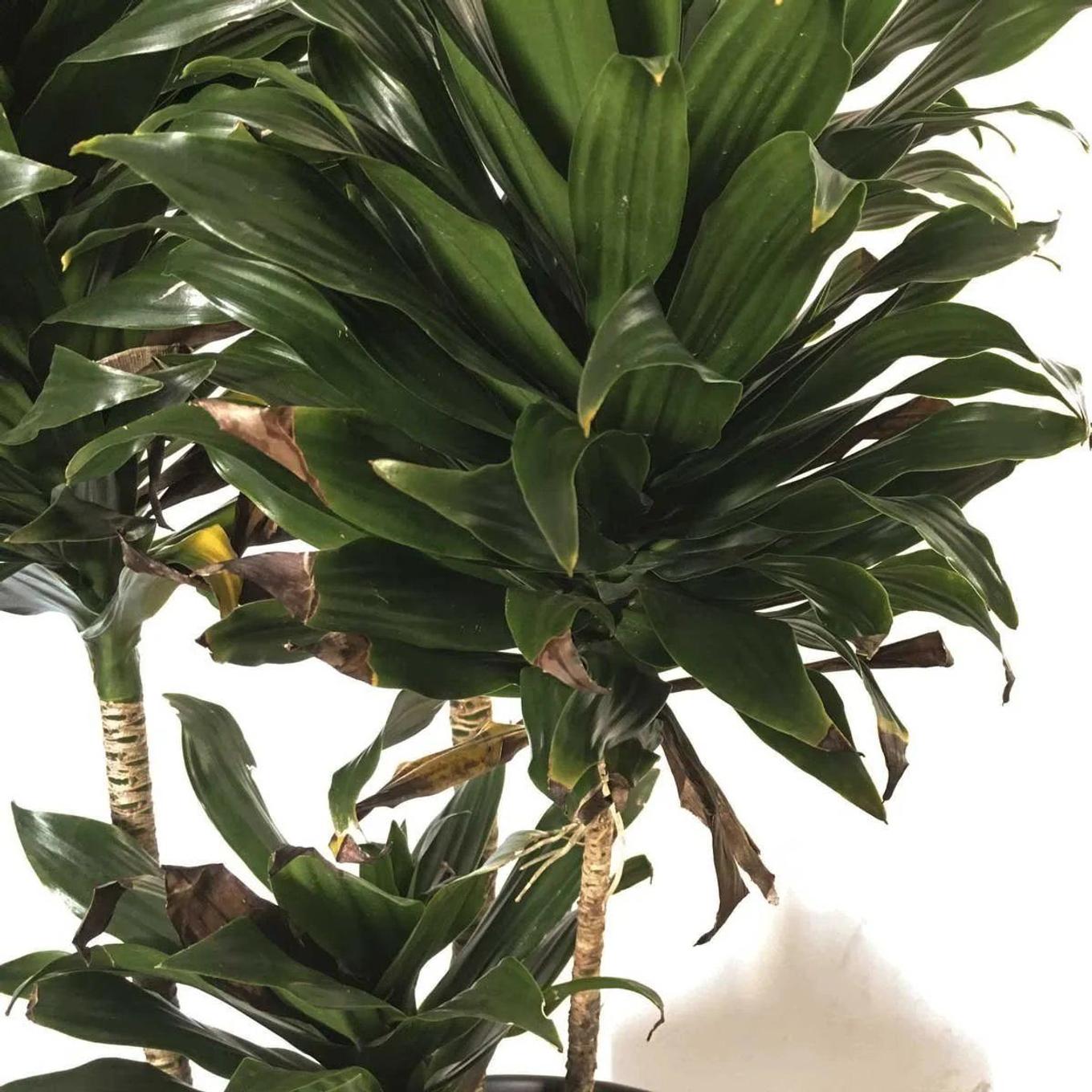 Dracaena Compacta with browning leaf tips
