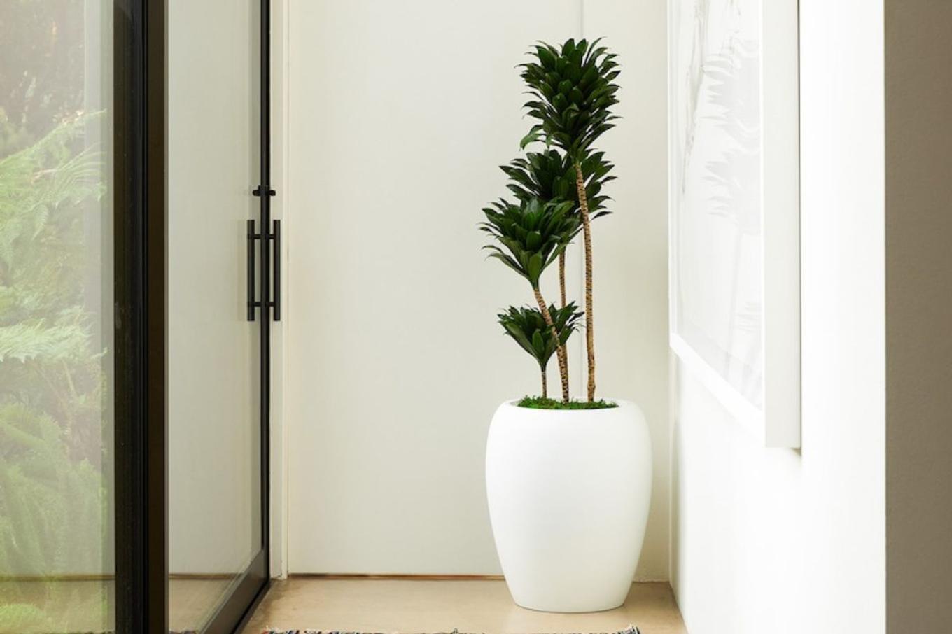 Dracaena Compacta Care Guide