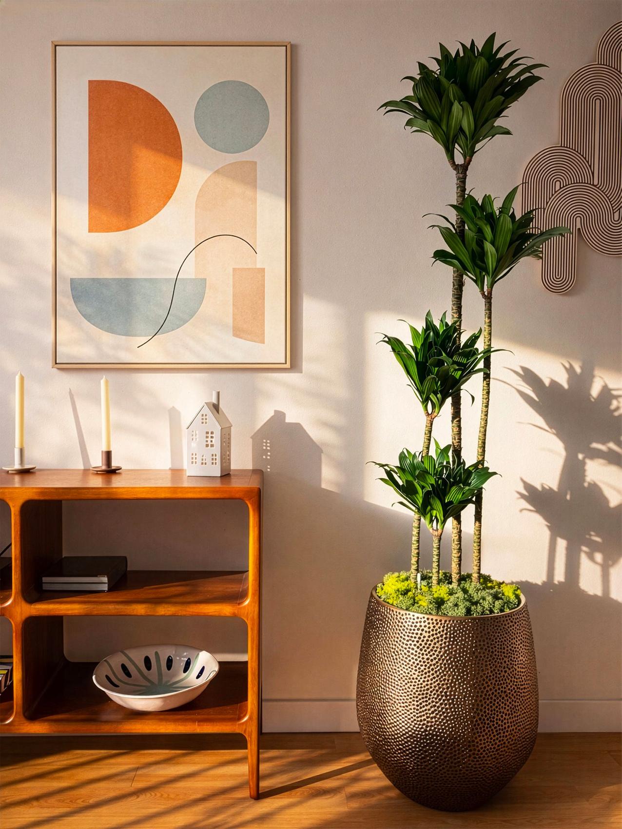 Meilleure plante d'intérieur pour le Cancer - Dracaena plante d'intérieur dans un espace de vie lumineux