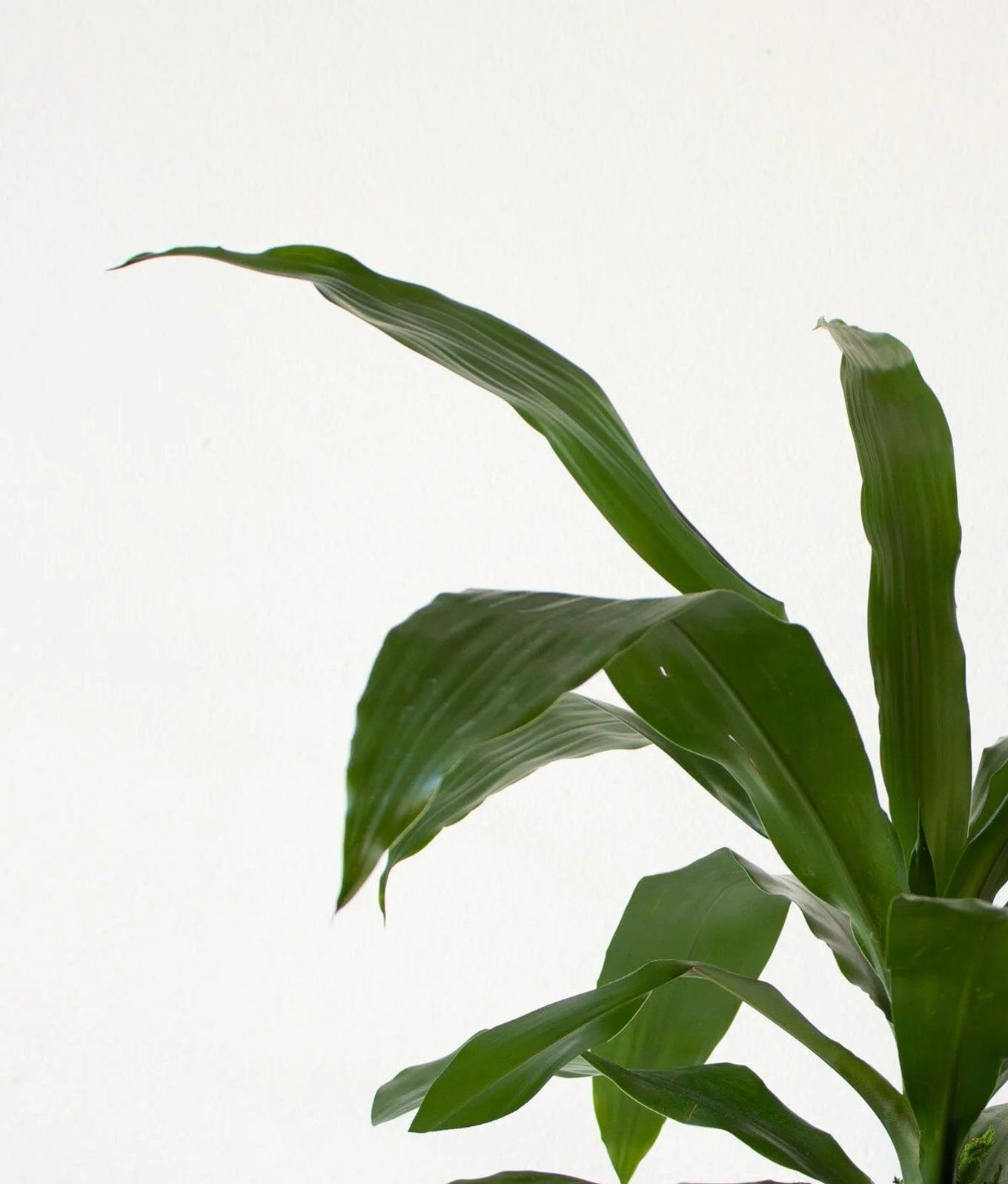 Dracaena Lisa with browning, dry leaf tips