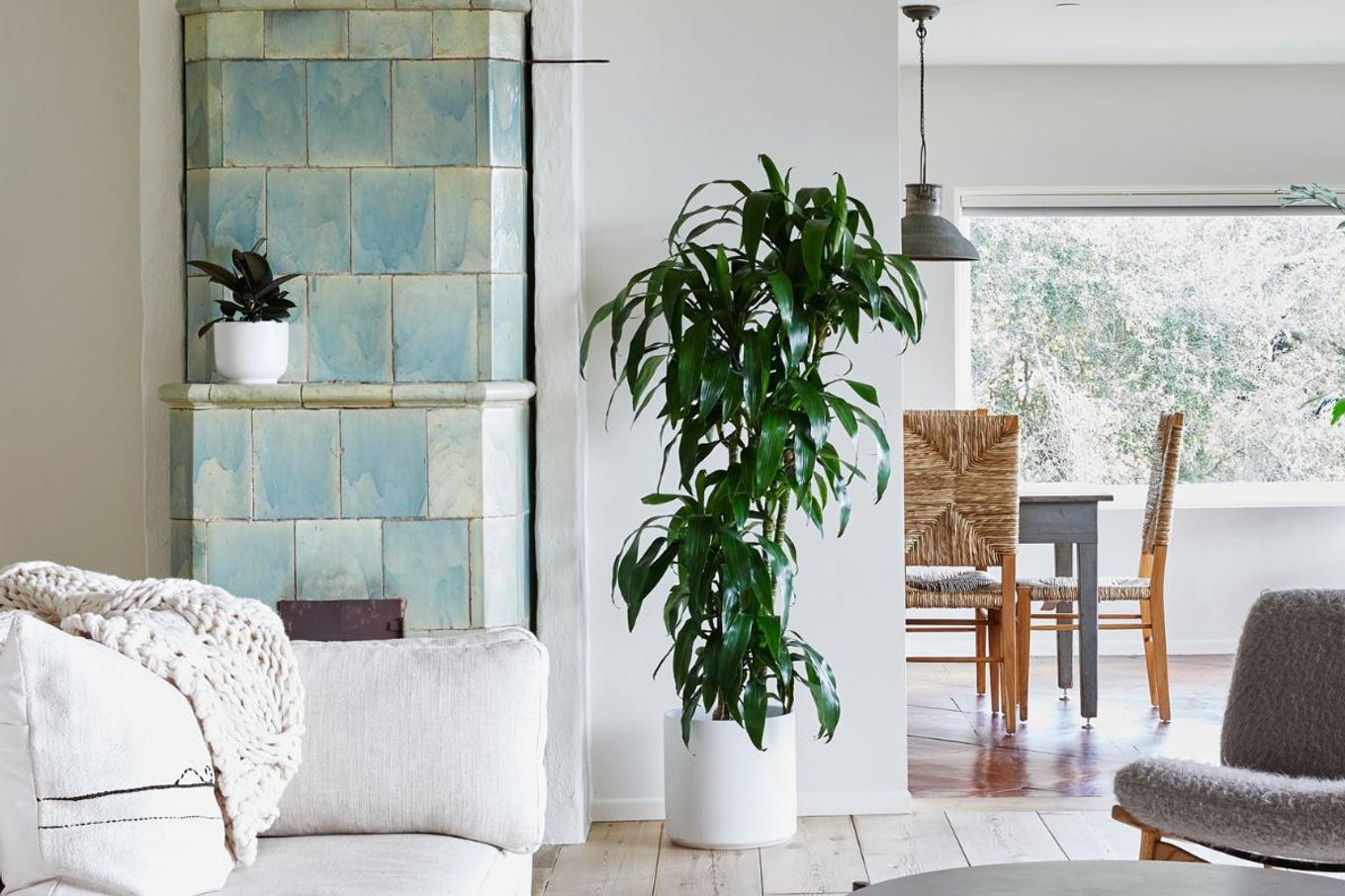 Dracaena Lisa Care Guide