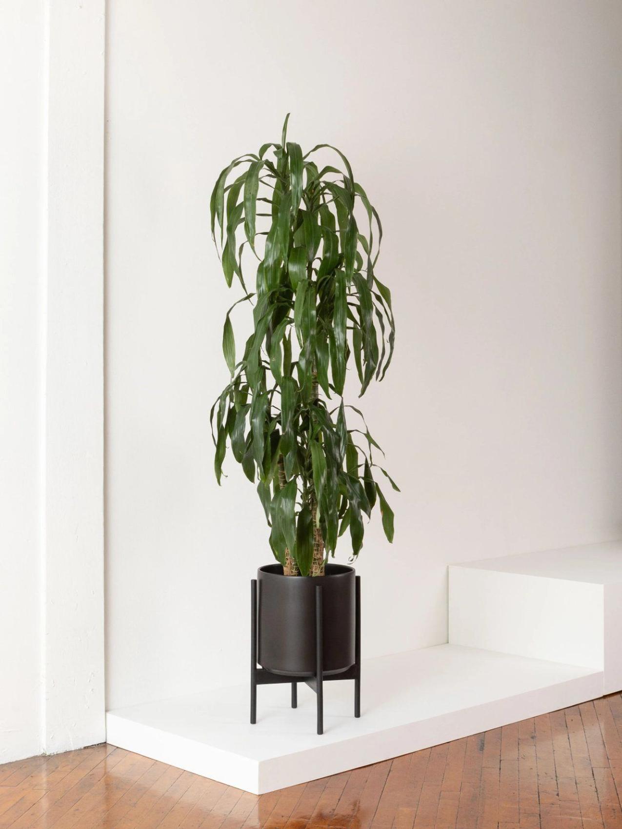 Dracaena Lisa with dry, patchy leaves