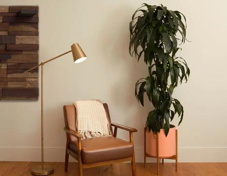 The Best Fertilizer for Dracaenas