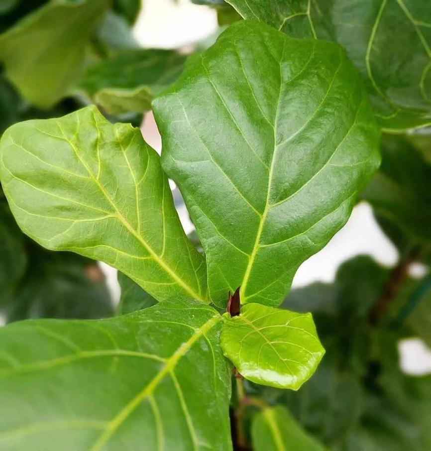 Drainage setup for a Fiddle Leaf Fig