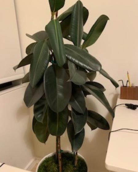 indoor plants picture
