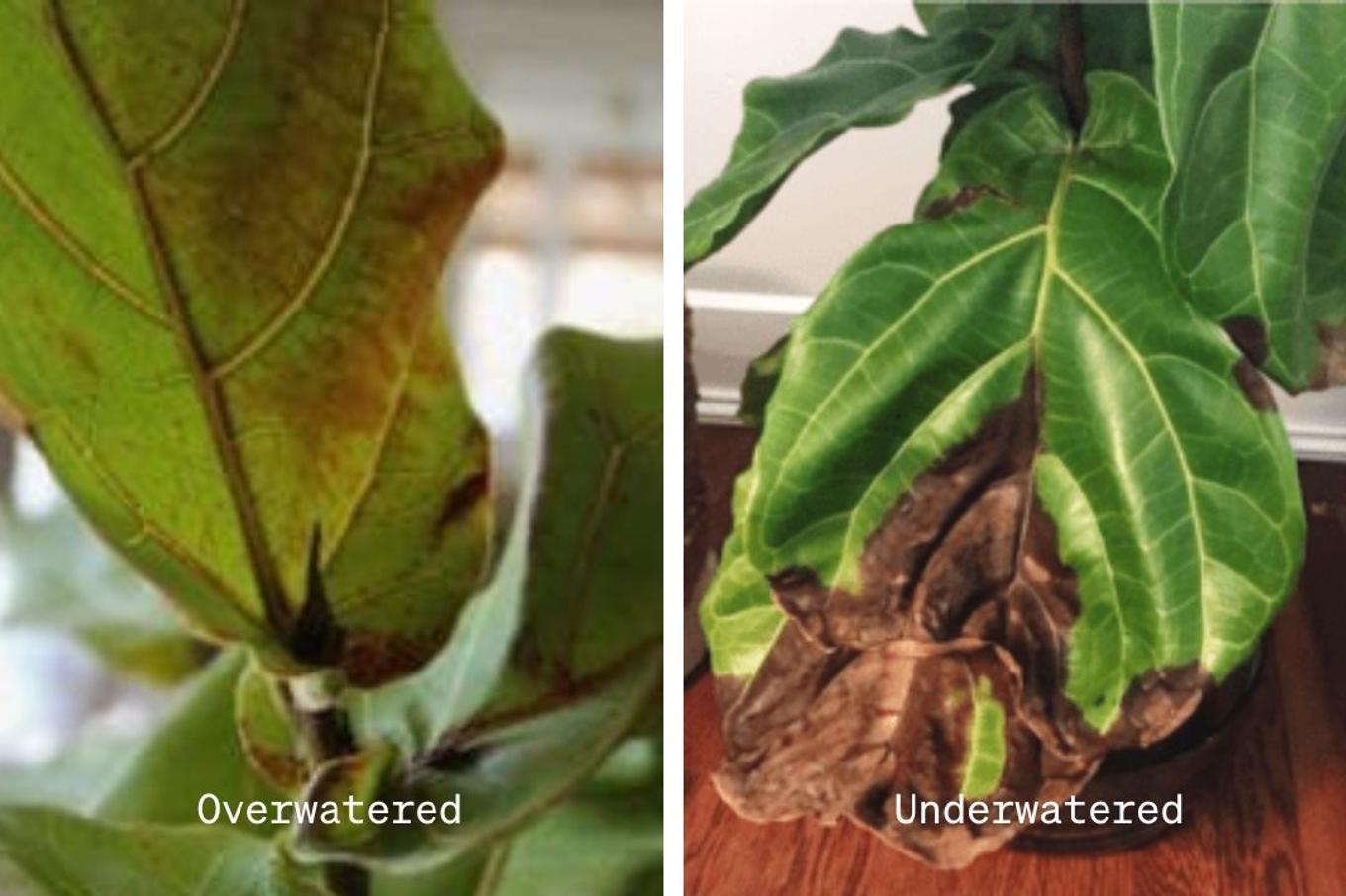 Signs of dry Fiddle Leaf Fig Tree versus signs of an overwatering Fiddle
