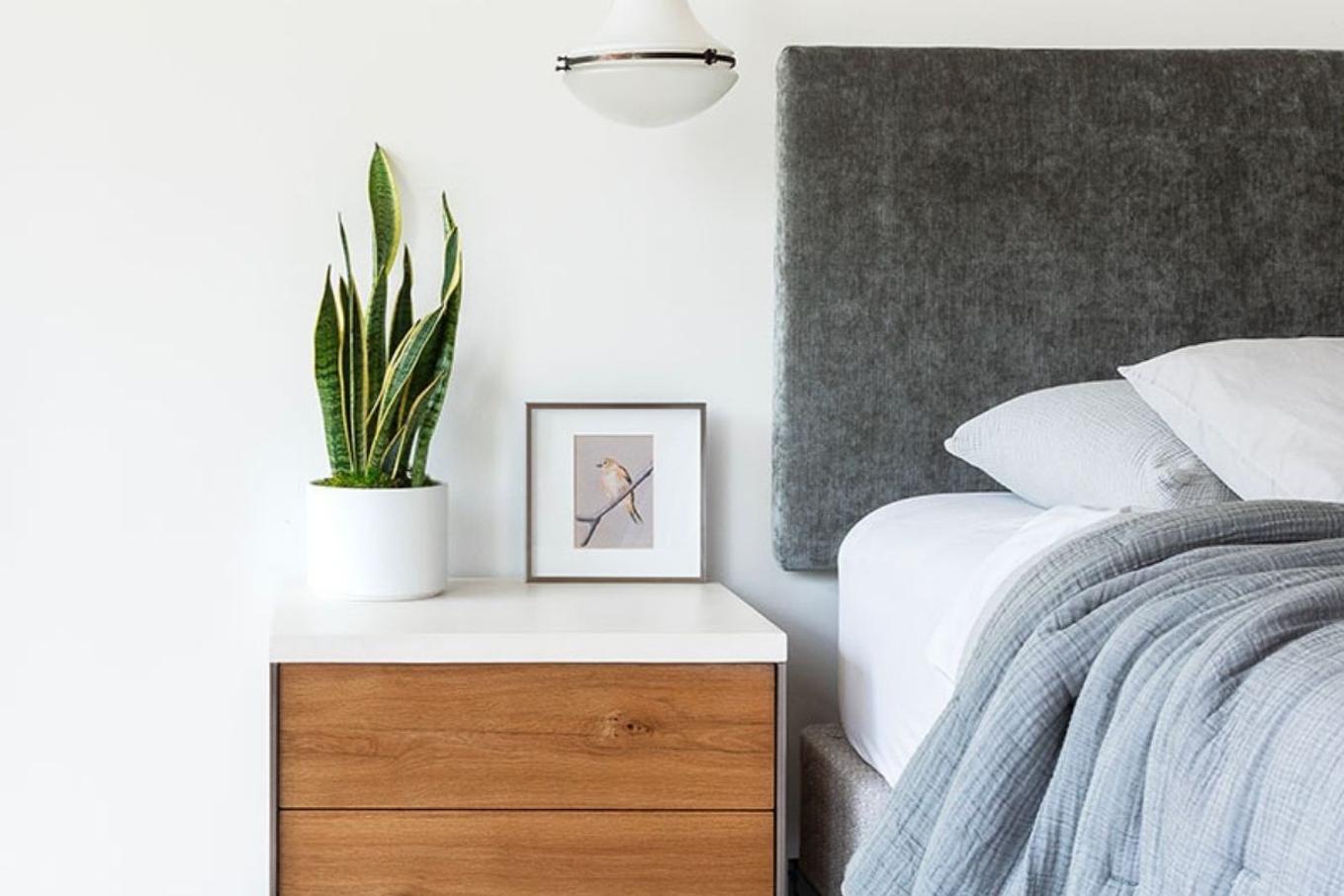 The best easy care plants for busy people, such as the Snake Plant